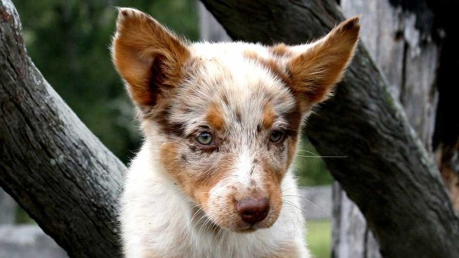 Australian Koolie Dog